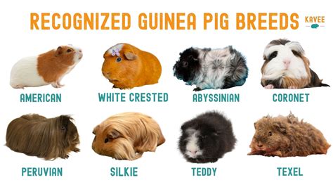 What is the most cuddly breed of guinea pig?