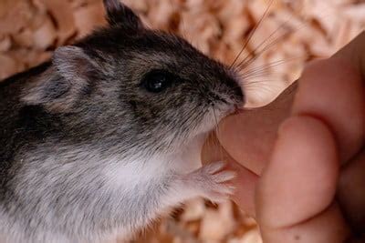 What is the most cuddly rodent?