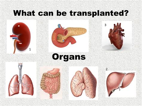 What is the most difficult organ to transplant?