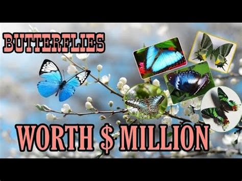 What is the most expensive butterfly sold?