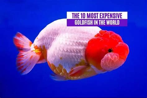 What is the most expensive goldfish?