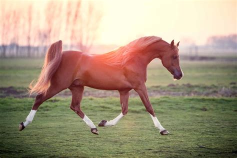 What is the most expensive horse name?