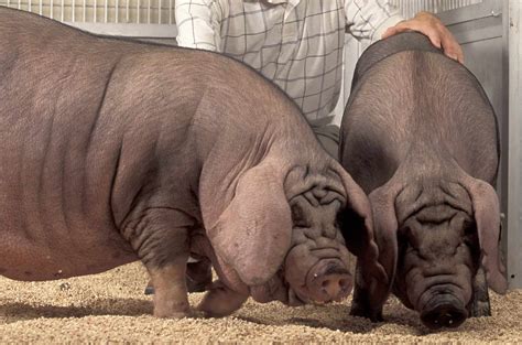 What is the most expensive pig in the world?