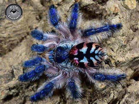 What is the most expensive tarantula?