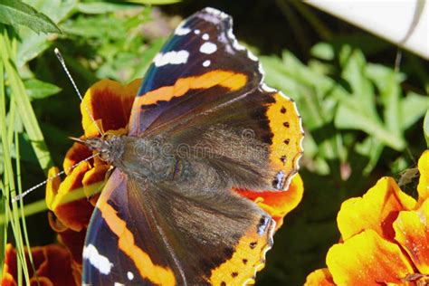What is the most famous butterfly?