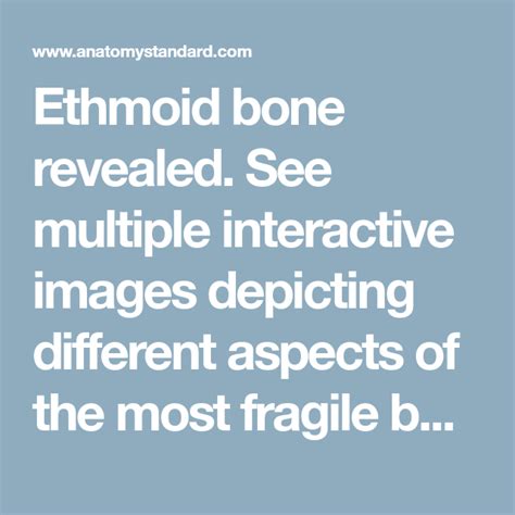 What is the most fragile bone in your body?