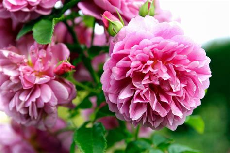 What is the most fragrant flower in the world?