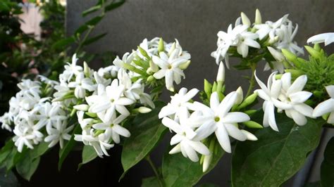 What is the most fragrant jasmine plant?