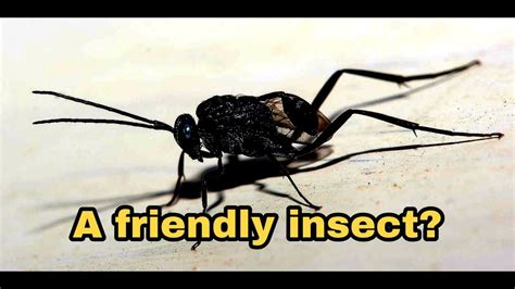 What is the most friendliest insect?