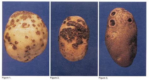 What is the most harmful disease of potato?