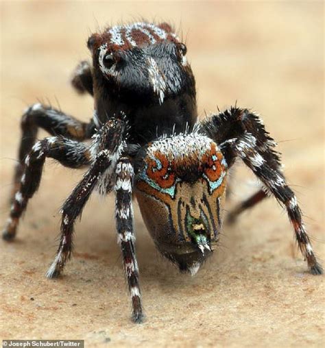 What is the most harmless spider ever?