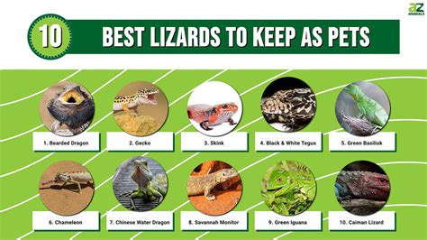 What is the most human friendly lizard?