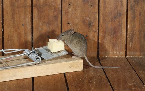 What is the most humane mouse trap?