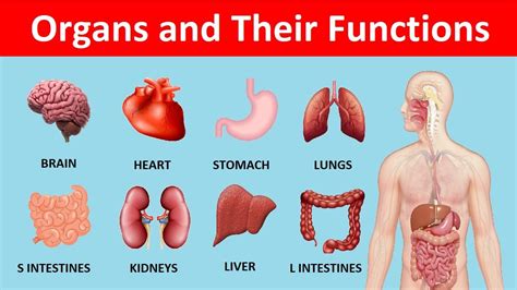 What is the most important organ in the body?