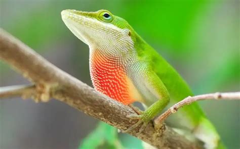 What is the most intelligent small lizard?