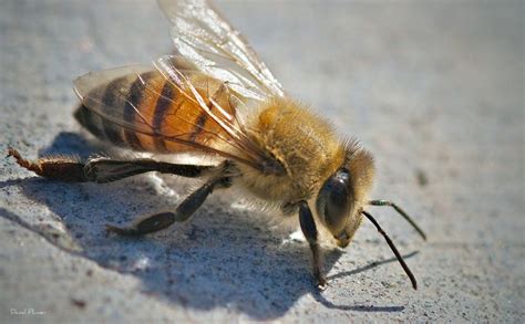 What is the most killer bee?