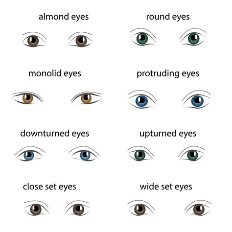 What is the most liked eye shape?