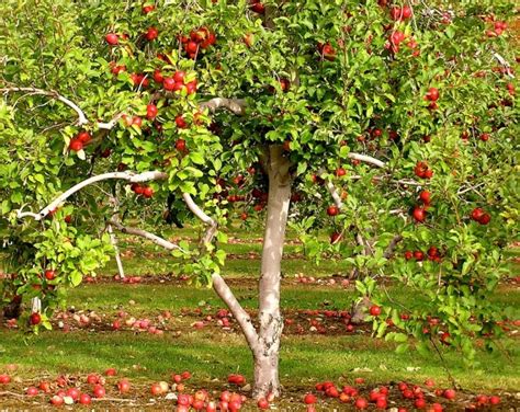 What is the most low maintenance fruit tree?