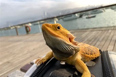 What is the most loyal lizard?