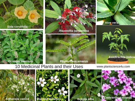 What is the most medicinal flower?