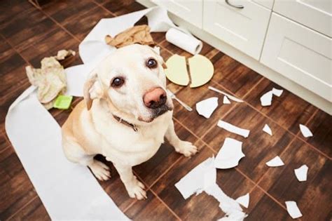 What is the most misbehaved dog?