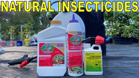 What is the most natural insecticide?
