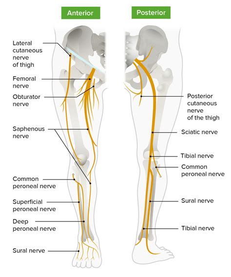 What is the most painful nerve in the leg?