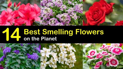 What is the most pleasing smell?