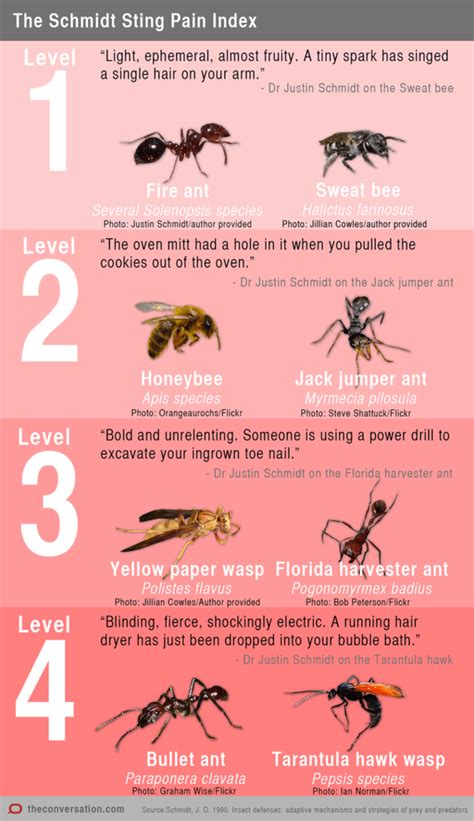 What is the most poisonous bee sting?