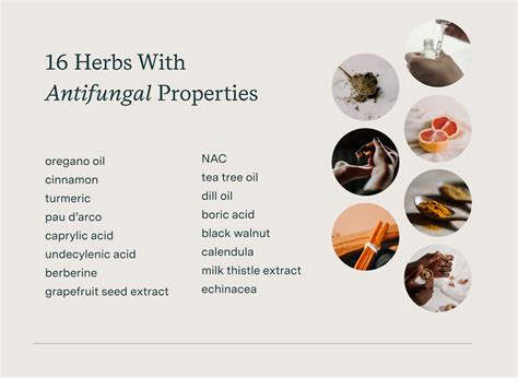 What is the most powerful antifungal herb?