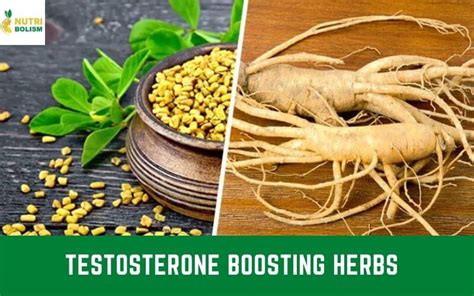 What is the most powerful herb for testosterone?