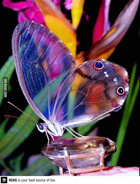 What is the most rare and beautiful butterfly?