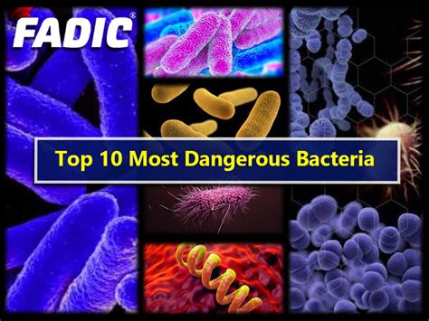 What is the most serious bacteria?