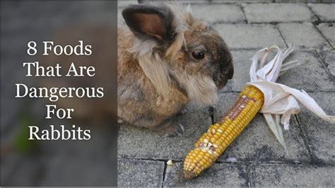 What is the most serious health problem in rabbits?