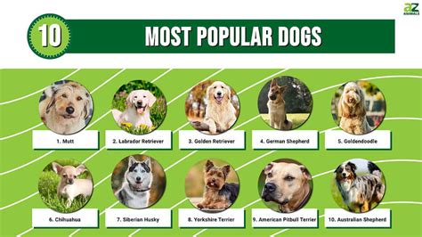 What is the most tolerable dog?