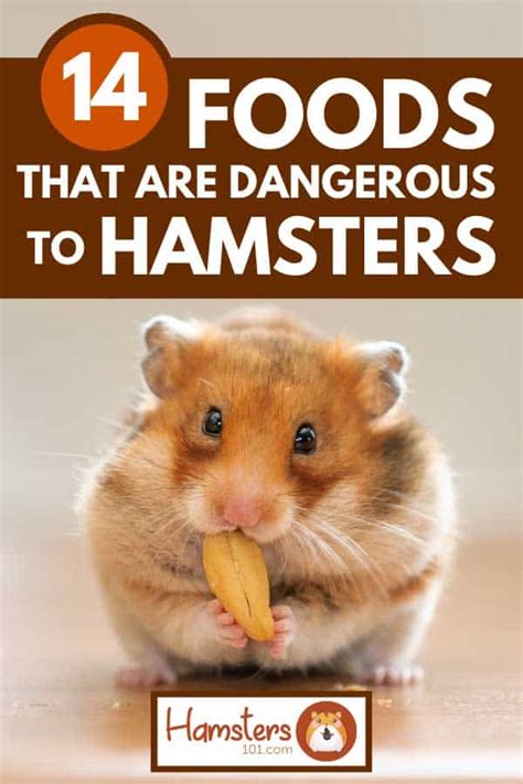 What is the most toxic food for hamsters?