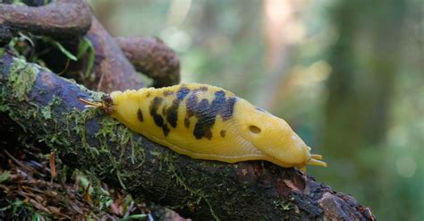 What is the most toxic slug?