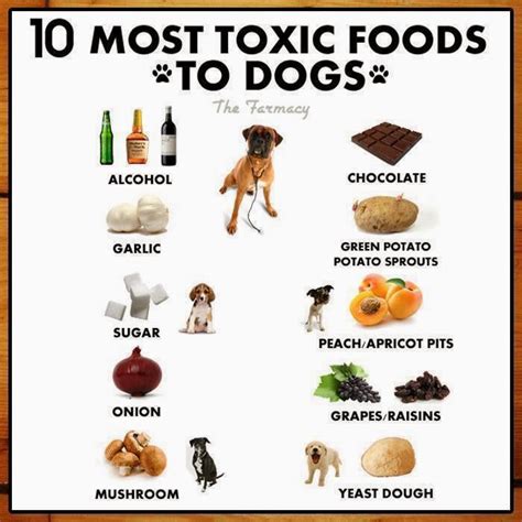 What is the most toxic thing a dog can eat?