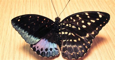 What is the most unique butterfly?
