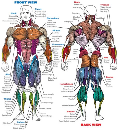 What is the most unused muscle?