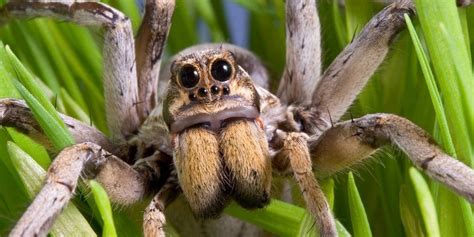 What is the most venomous spider in the world?