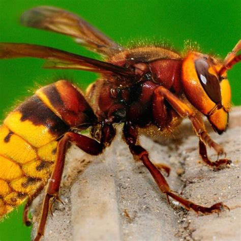 What is the most venomous wasp in the world?