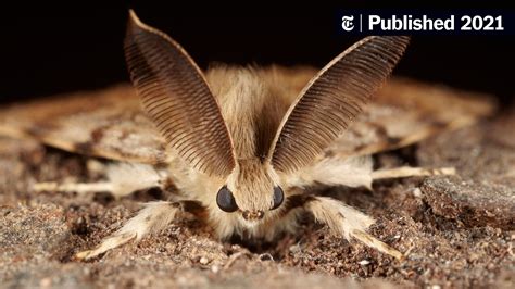What is the moth that turns black?