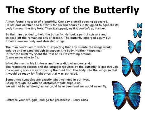 What is the myth about butterflies?