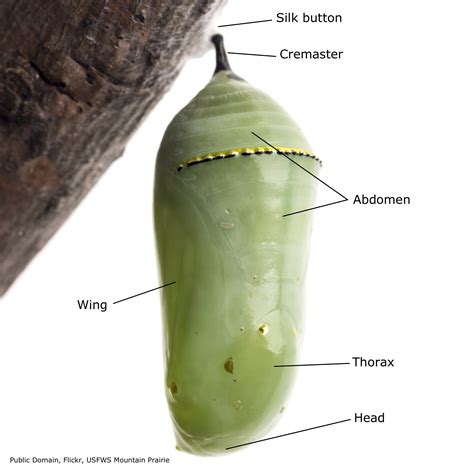 What is the name of a moth chrysalis?