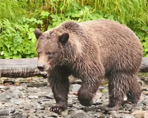 What is the national animal of Russia?