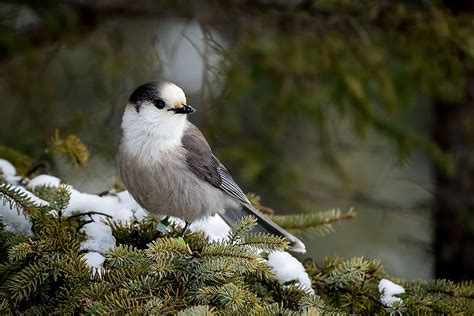 What is the national bird of Toronto?