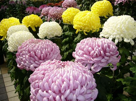 What is the national flower of Japan?
