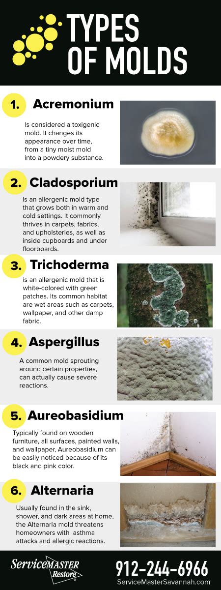What is the natural enemy of mold?