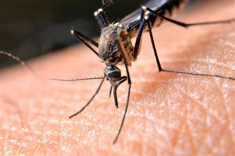 What is the natural enemy of the mosquito?